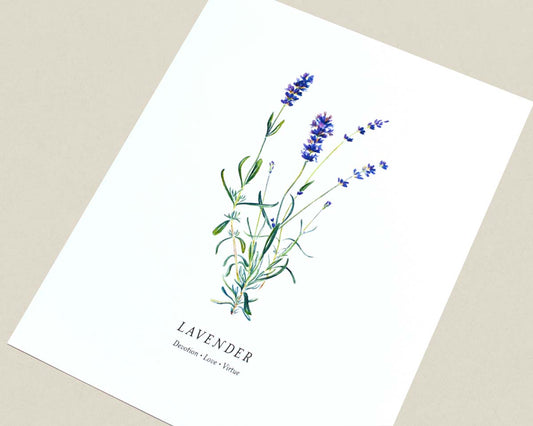 Print of a botanical painting of Lavender herb sprigs on a white background with text below reading "LAVENDER" and "Devotion | Love | Virtue" photographed at an angle.