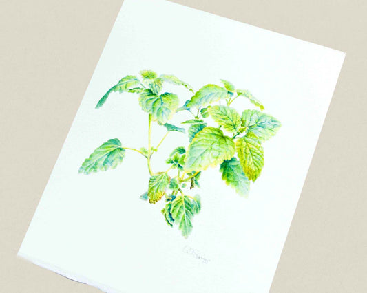 A botanical watercolor painting depicting a green Lemon Balm plant on a white background, photographed at an angle on a neutral beige background.
