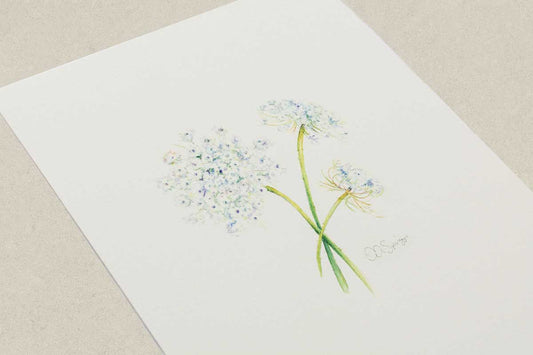 Closer angled view of a painting of three Queen Anne's Lace blossoms on a white background.