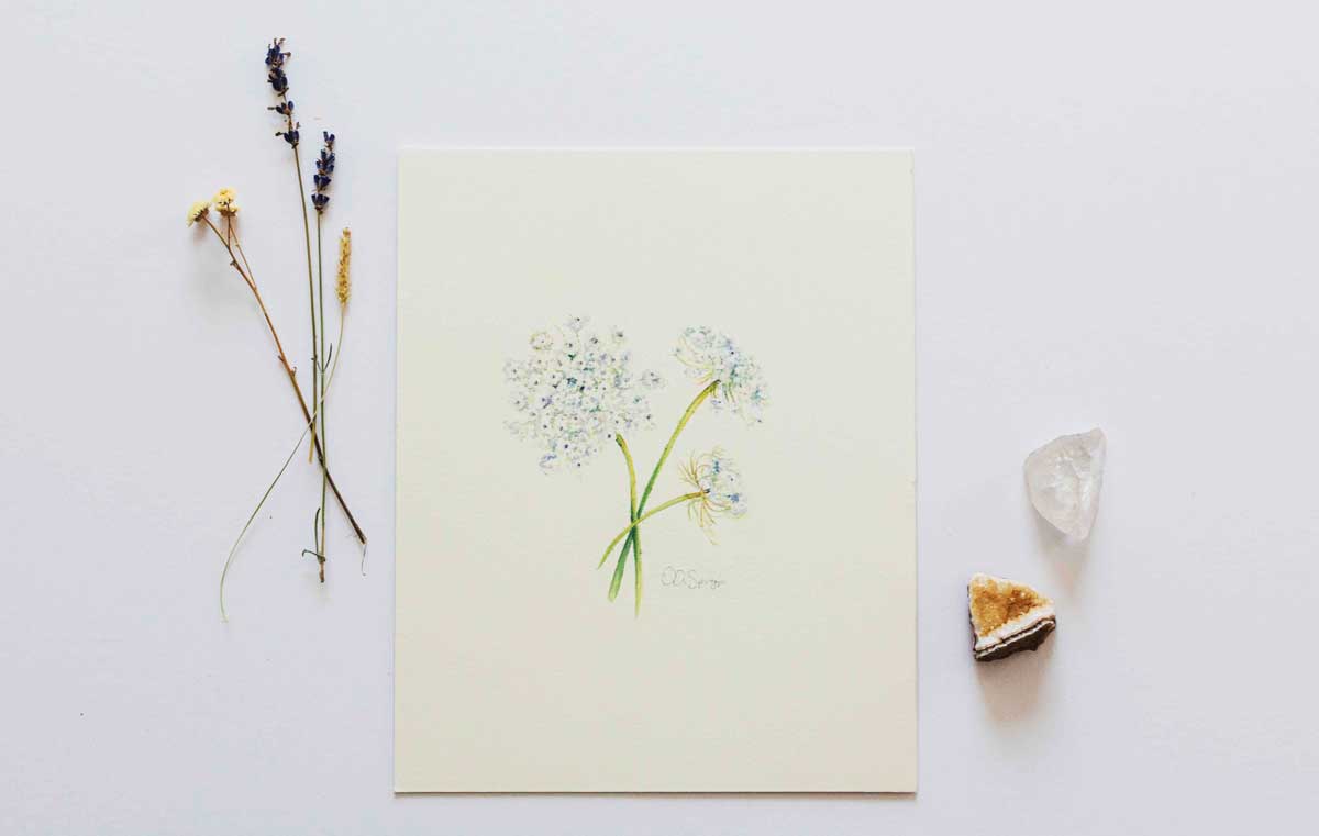 Painting of three Queen Anne's Lace blossoms on a white background surrounded by dried flowers and gemstones.