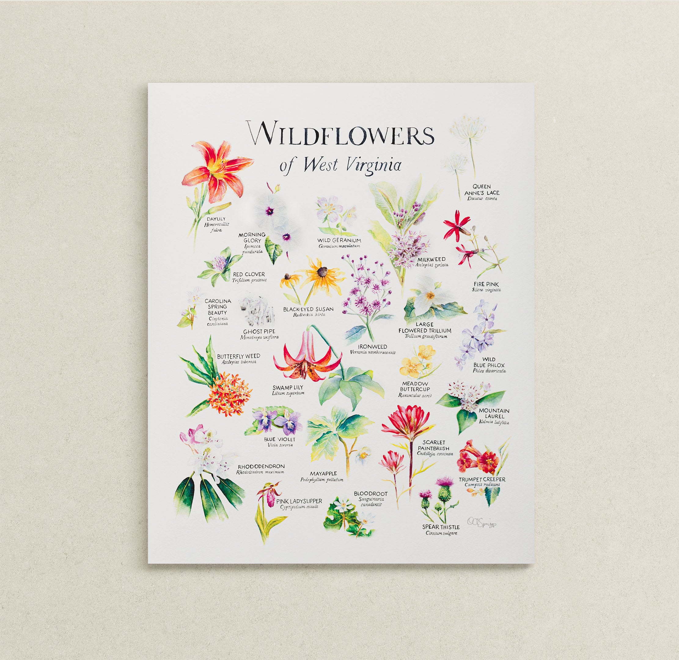 Wildflowers-of-West-Virginia-