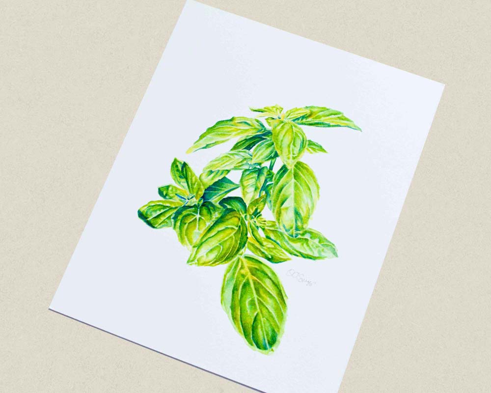 Painting of a basil sprig at an angle