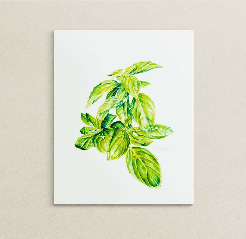 Painting of a basil sprig