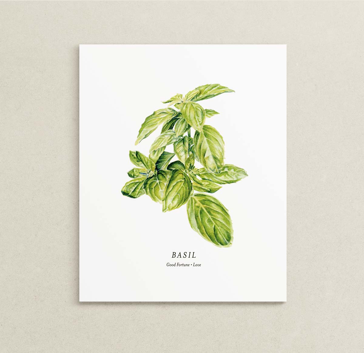 A botanical art print of a green basil plant on a white background, with the word 'BASIL' and 'Good Fortune - Love' printed below, displayed against a textured light beige wall.