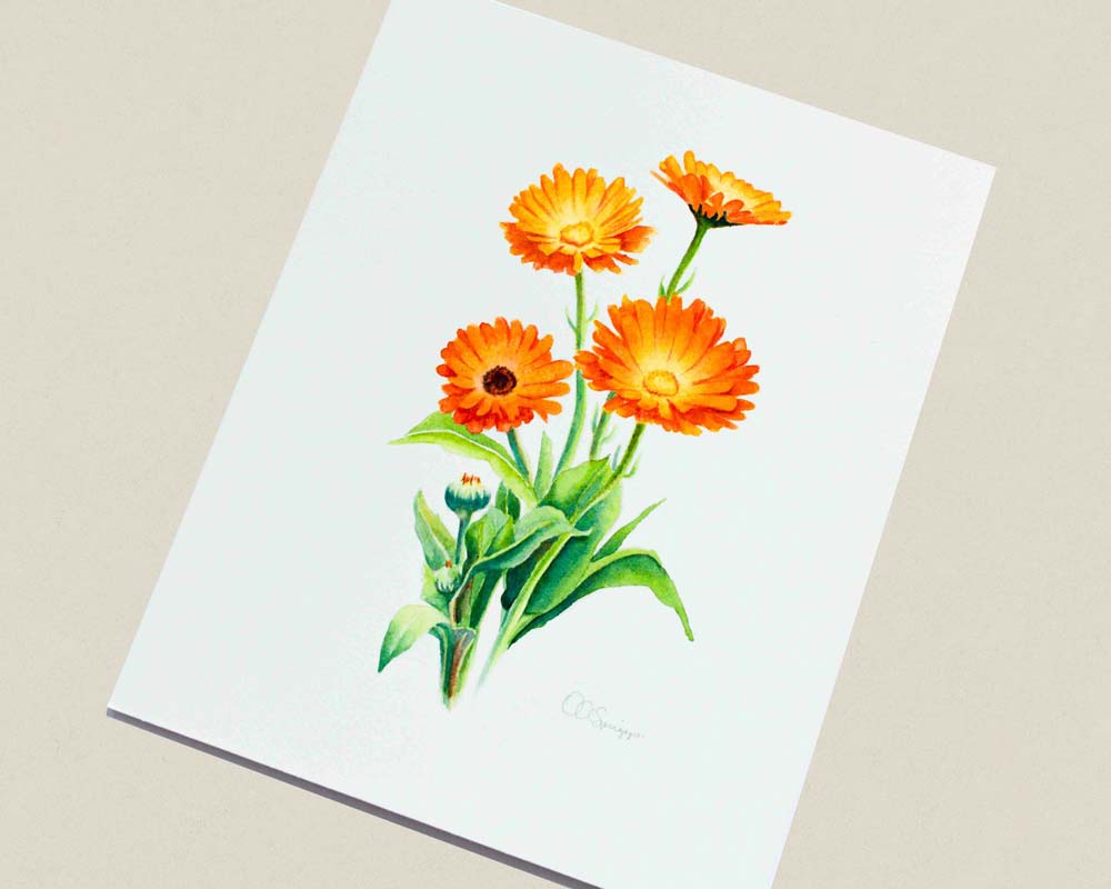 A botanical watercolor painting featuring three orange calendula flowers with green leaves on a white paper background, shown at an angle on a light beige surface.
