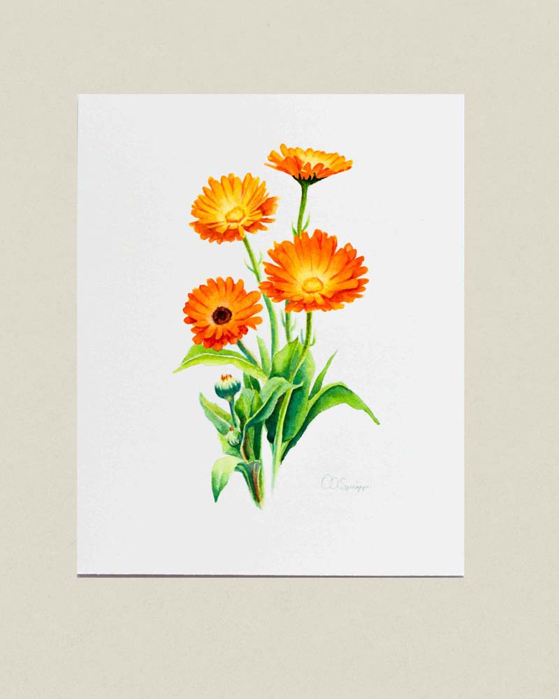 A botanical watercolor painting featuring vibrant orange and yellow calendula flowers with green leaves on a white paper background, displayed against a light beige textured backdrop.