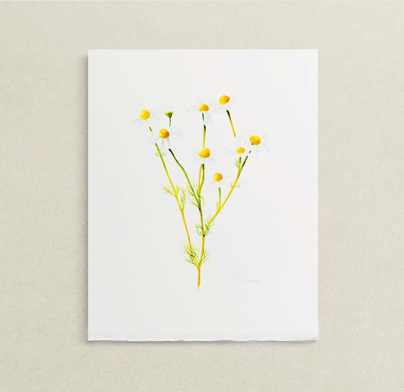A botanical painting of a chamomile flower stem with yellow centers and white petals, printed on a white sheet of paper and displayed against a textured light beige wall.