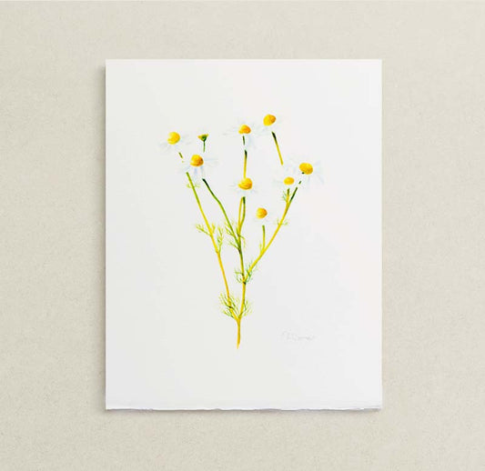 A botanical painting of a chamomile flower stem with yellow centers and white petals, printed on a white sheet of paper and displayed against a textured light beige wall.