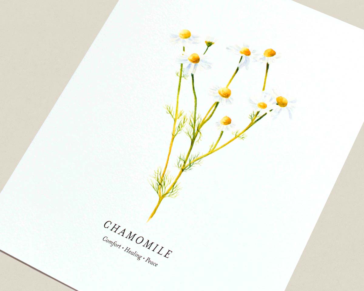 A square white card featuring a watercolor illustration of chamomile flowers with the text 'CHAMOMILE' and 'Comfort • Healing • Peace' printed below, photographed on a light beige surface.
