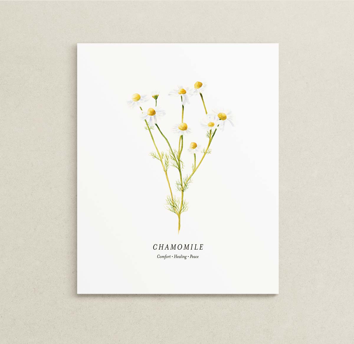 A botanical art print of chamomile flowers with white petals and yellow centers on a white paper, displayed against a neutral beige textured background.