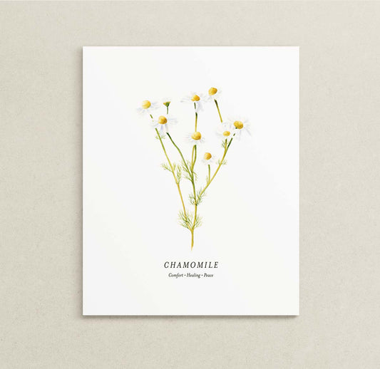 A botanical art print of chamomile flowers with white petals and yellow centers on a white paper, displayed against a neutral beige textured background.