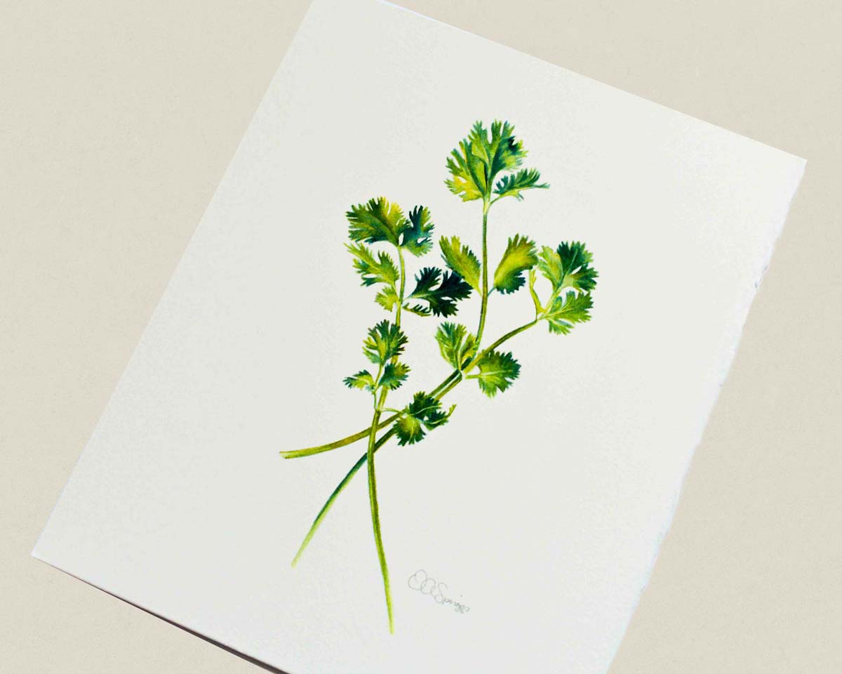 A watercolor painting featuring a watercolor illustration of green cilantro stems and leaves, photographed on a neutral beige background.