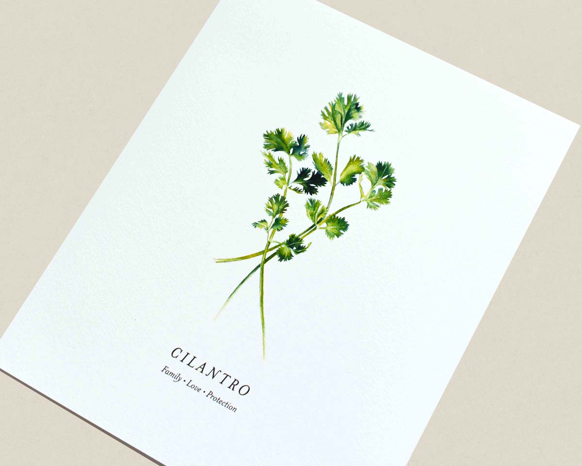 A square white card featuring a watercolor illustration of a cilantro sprig with the text 'CILANTRO' and 'Family - Love - Protection' printed below, shown on a light beige background.
