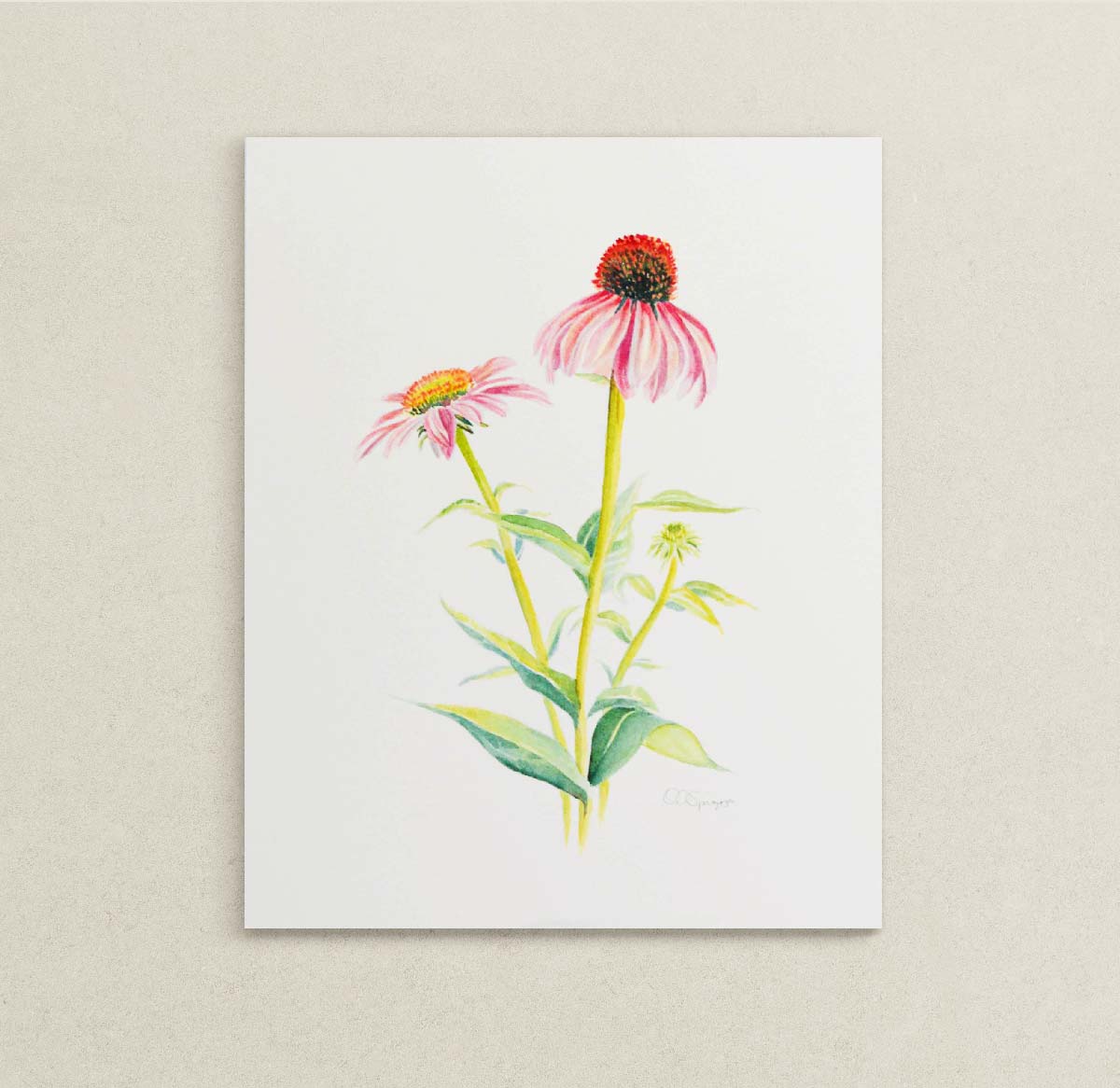A botanical watercolor painting of two pink Echinacea coneflowers with green stems and leaves, displayed on a textured light beige wall.