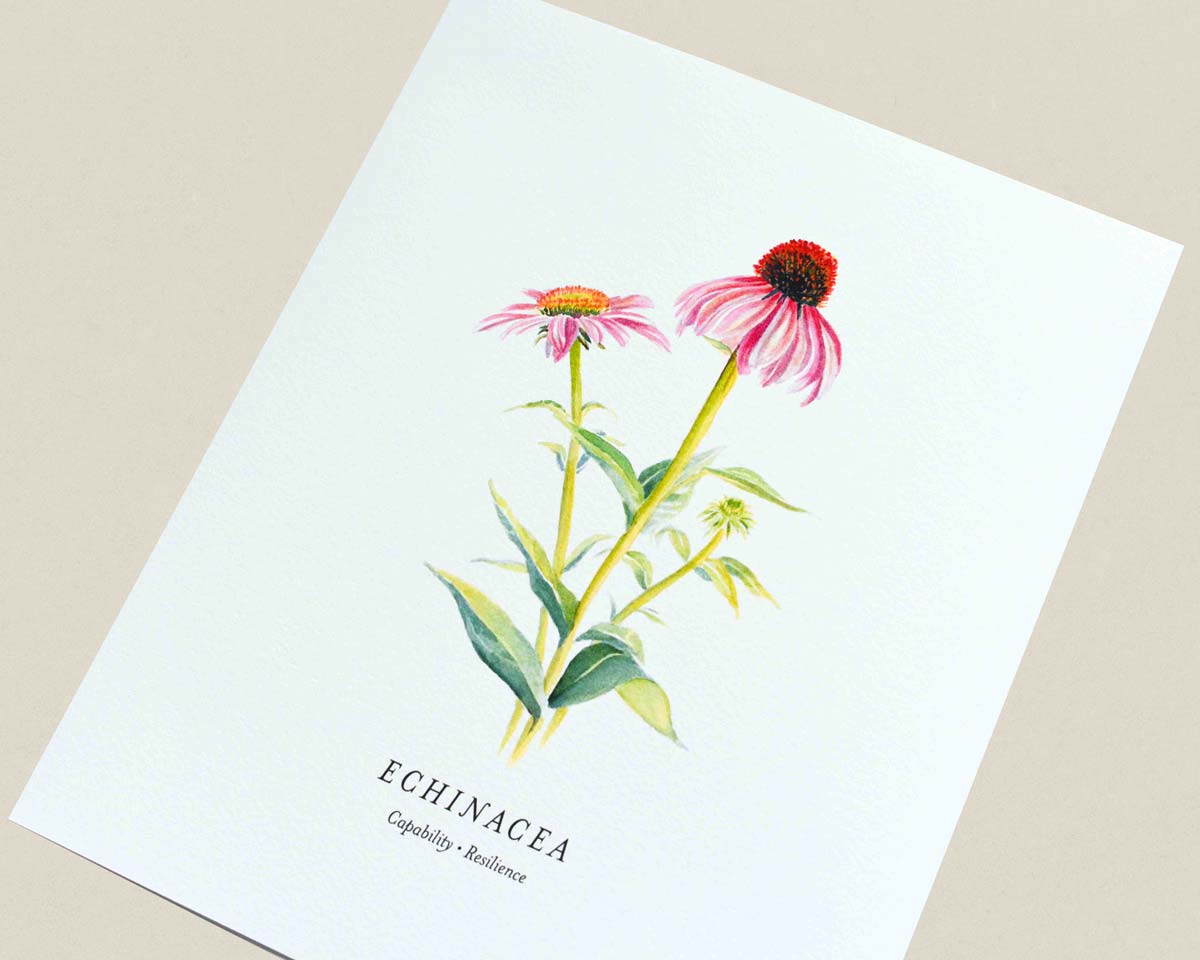 A botanical art print of echinacea flowers, featuring pink coneflowers with green stems and leaves on a white background, with the text 'ECHINACEA' and 'Capability - Resilience' printed below.