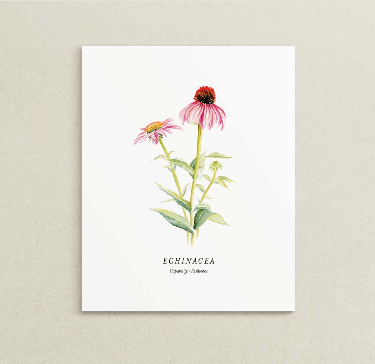 A botanical art print of echinacea flowers, featuring pink coneflowers with green stems and leaves on a white background, with the text 'ECHINACEA' and 'Capability - Resilience' printed below.