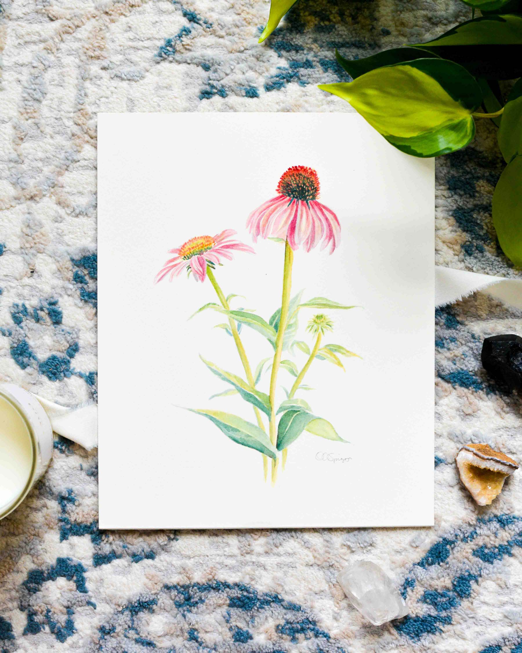 A botanical watercolor painting featuring pink Echinacea coneflowers with green stems and leaves, displayed on a textured blue and white rug with decorative natural elements around it.