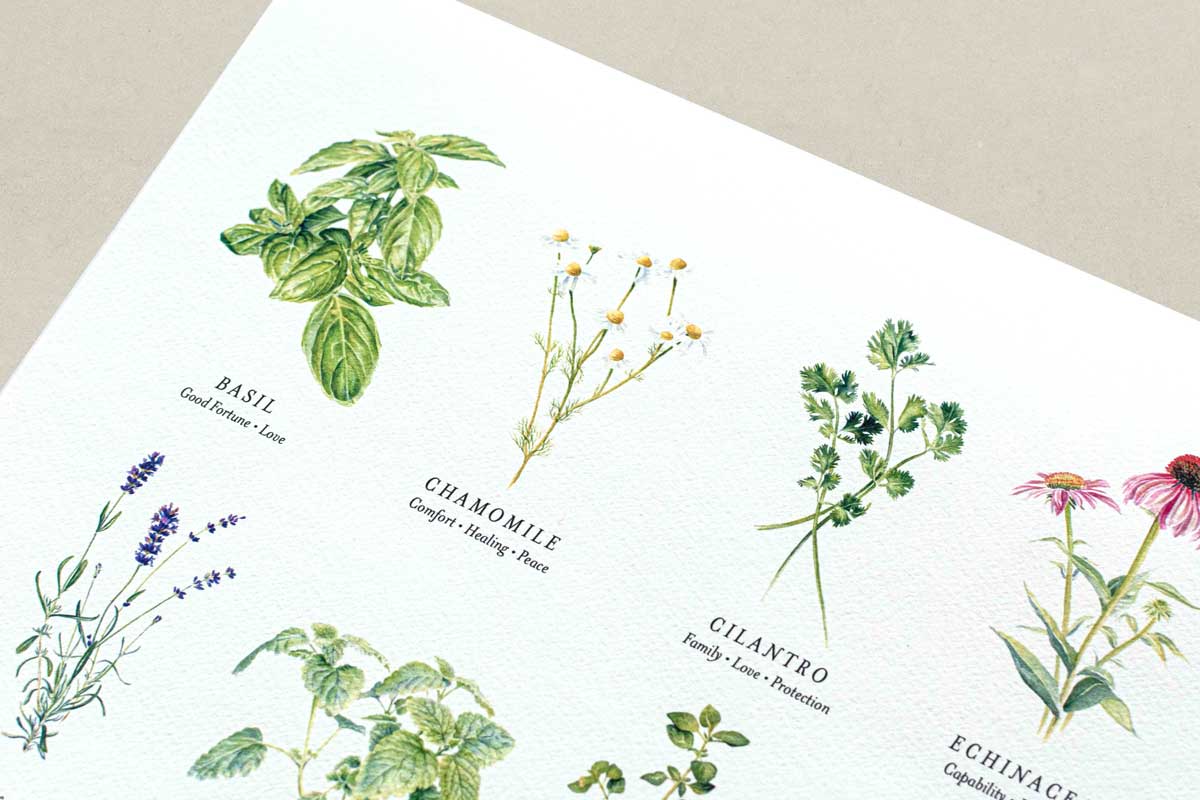 Print of illustrations of various herbs with labels 