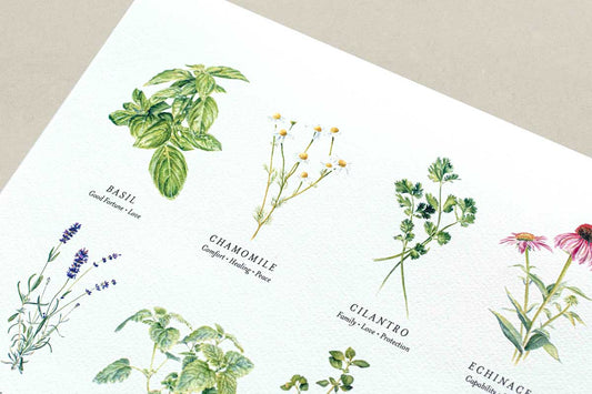Print of illustrations of various herbs with labels 