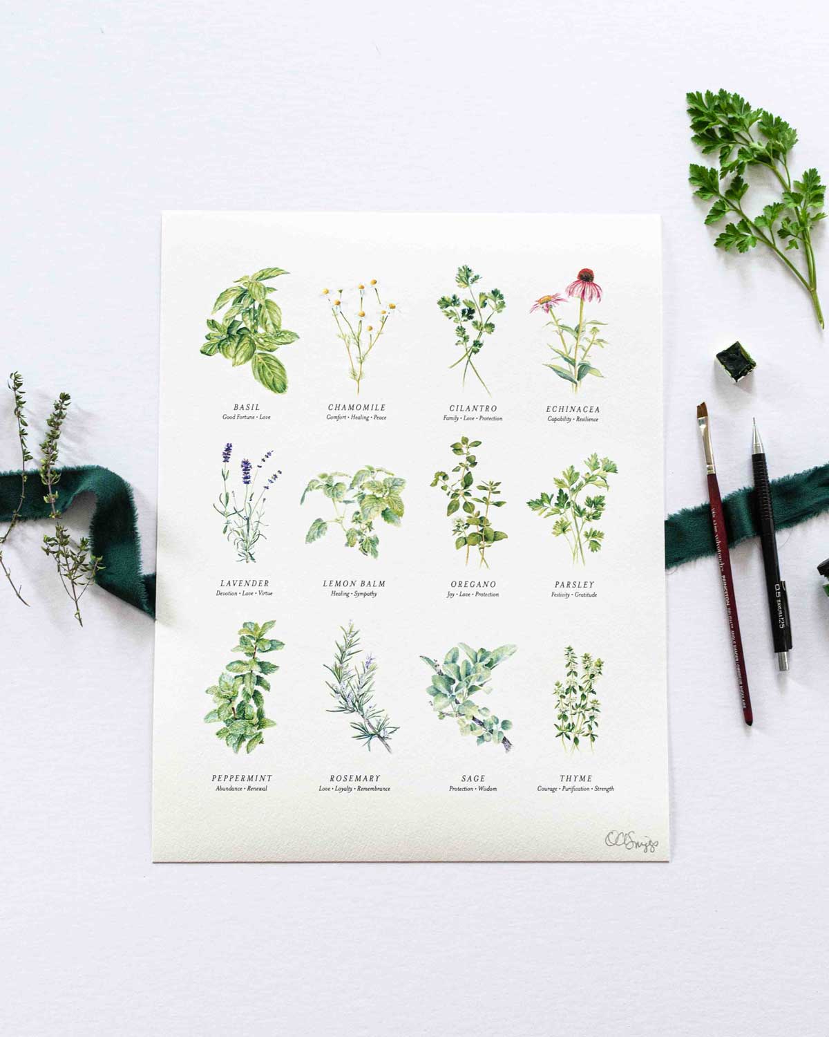 Herb identification print with illustrations and real herbs on a white background