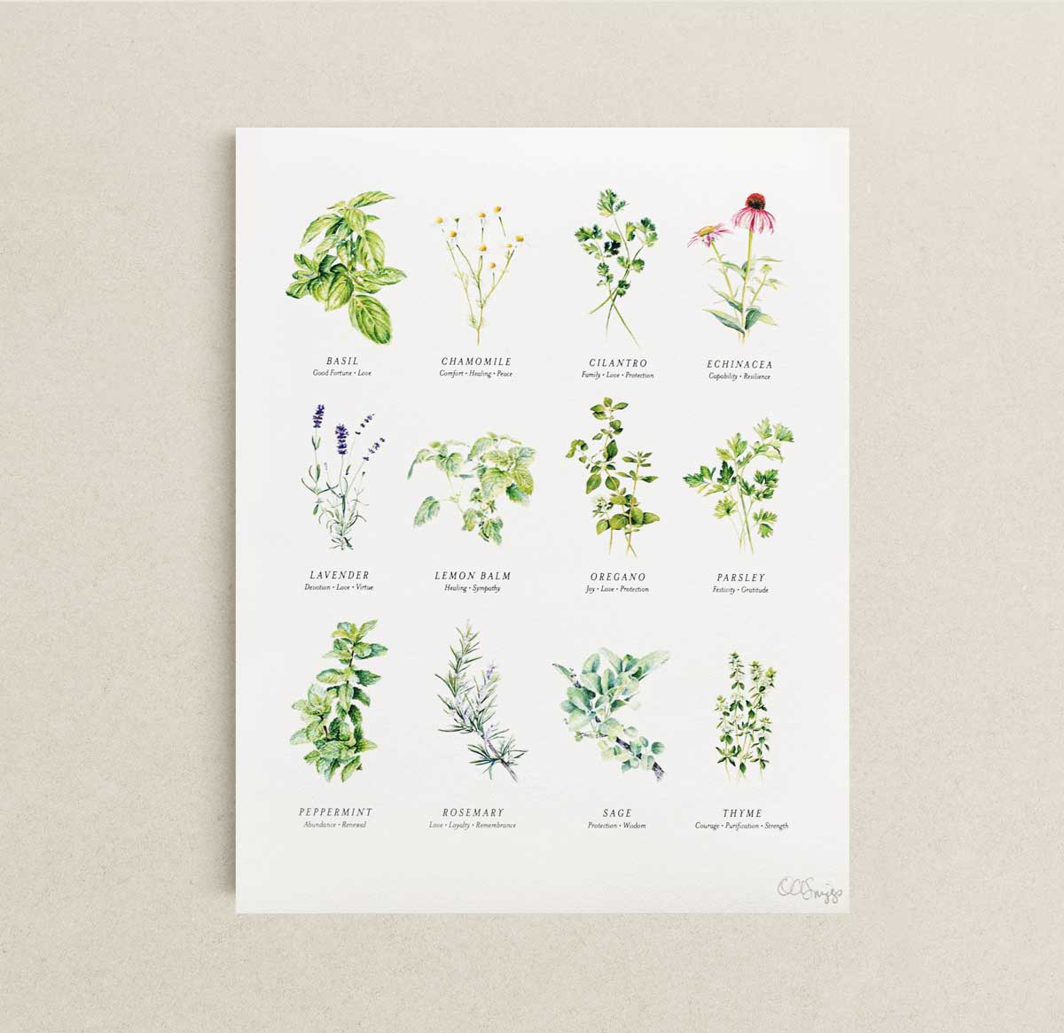 Herb illustration print on a beige wall