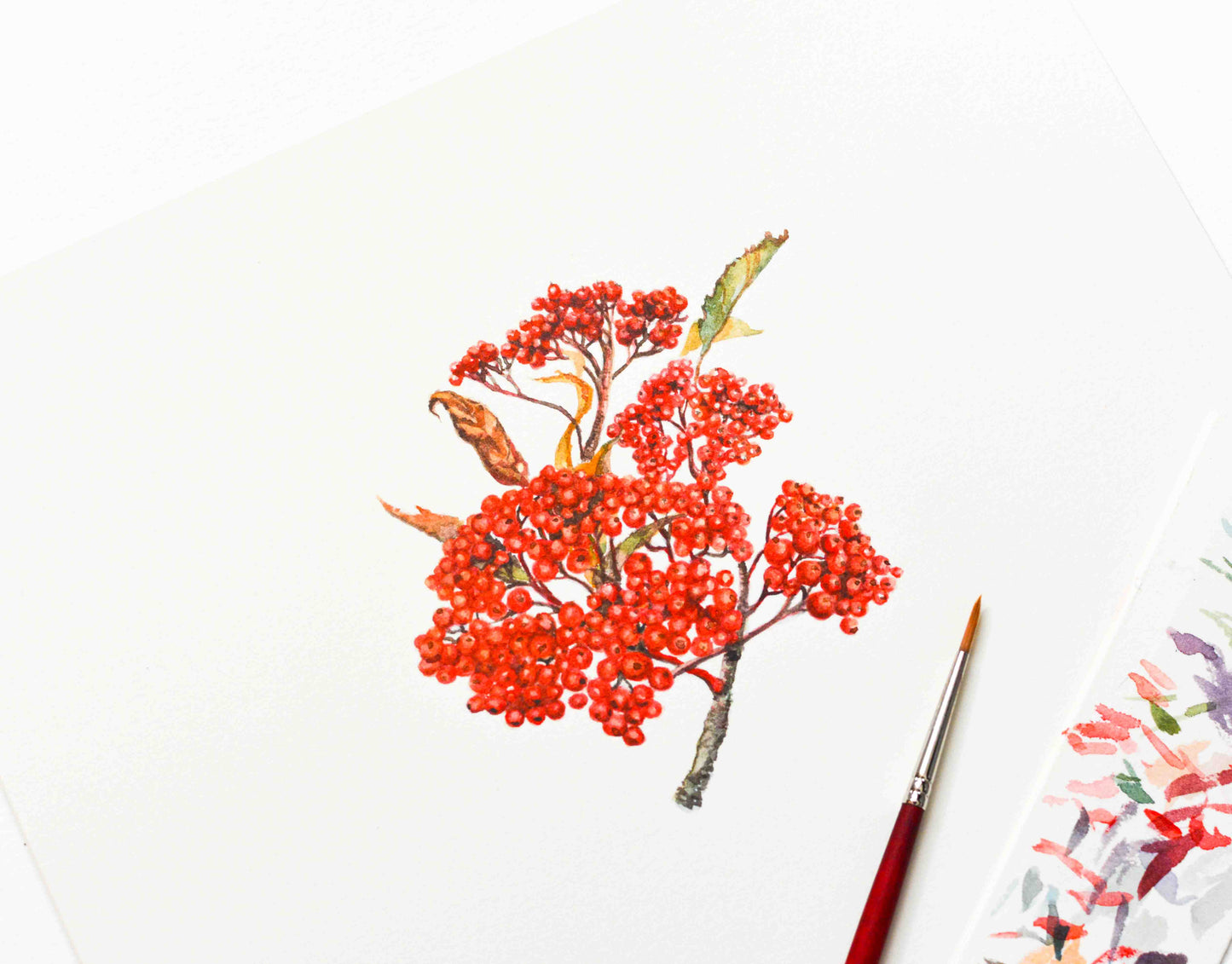 A watercolor painting of bright red berries on a white sheet of paper, with a red paintbrush and a partial floral drawing visible at the lower right.