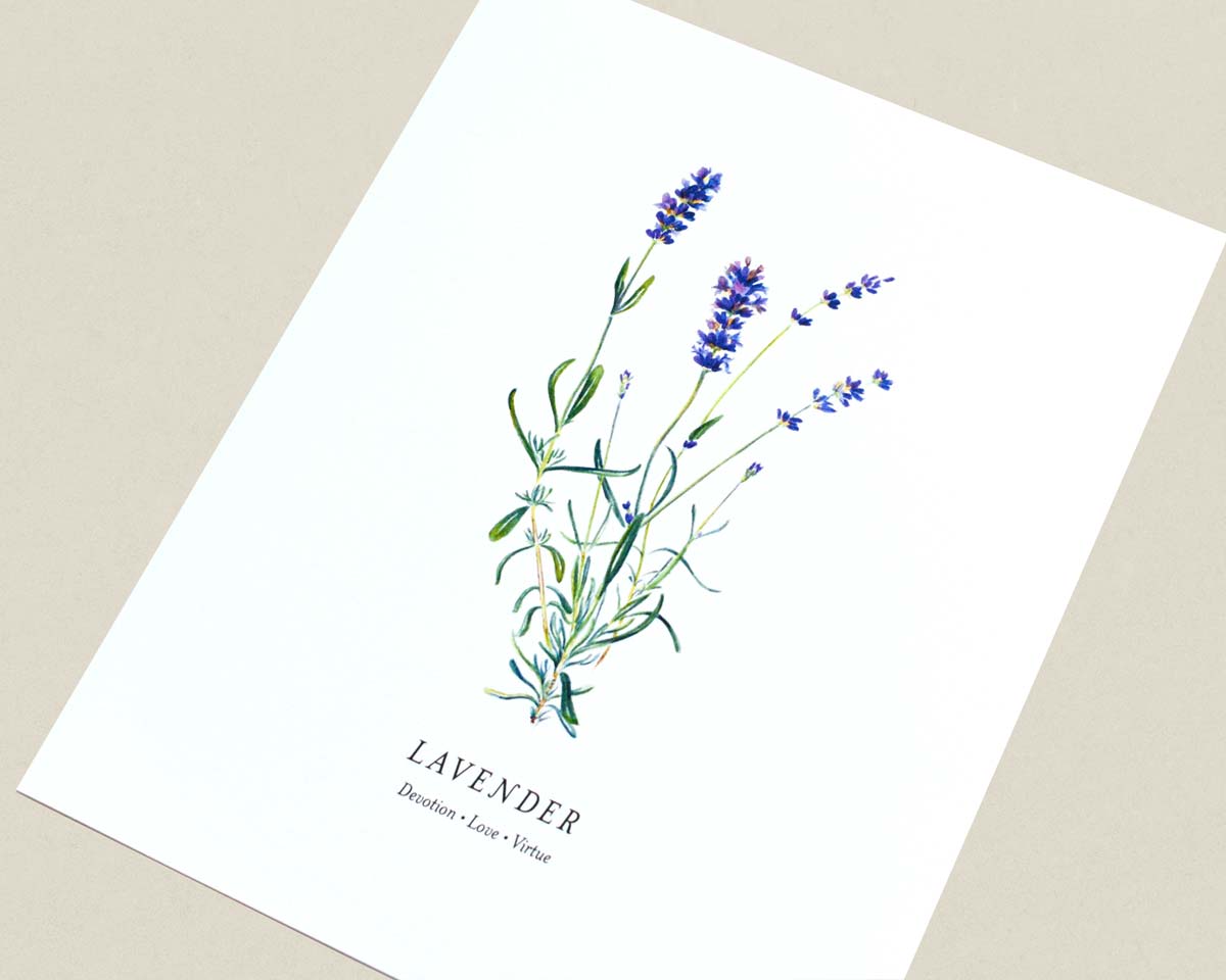 Print of a botanical painting of Lavender herb sprigs on a white background with text below reading "LAVENDER" and "Devotion | Love | Virtue" photographed at an angle.
