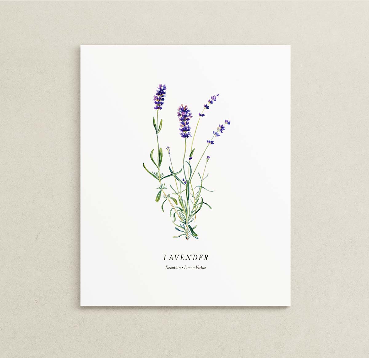 Print of a botanical painting of Lavender herb sprigs on a white background with text below reading "LAVENDER" and "Devotion | Love | Virtue."
