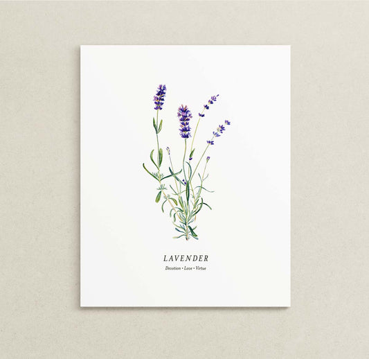 Print of a botanical painting of Lavender herb sprigs on a white background with text below reading "LAVENDER" and "Devotion | Love | Virtue."