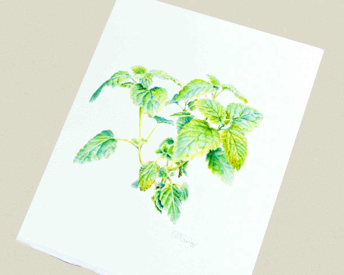 A botanical watercolor painting depicting a green Lemon Balm plant on a white background, photographed at an angle on a neutral beige background.