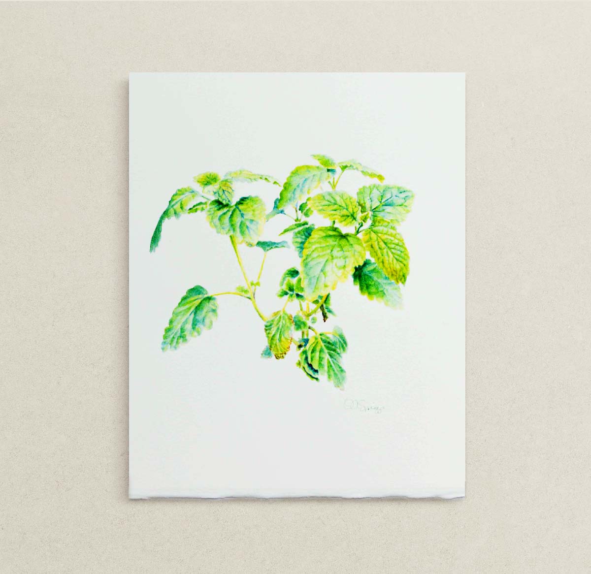A botanical watercolor painting of green Lemon Balm leaves on a white sheet of paper, displayed against a neutral beige textured background.