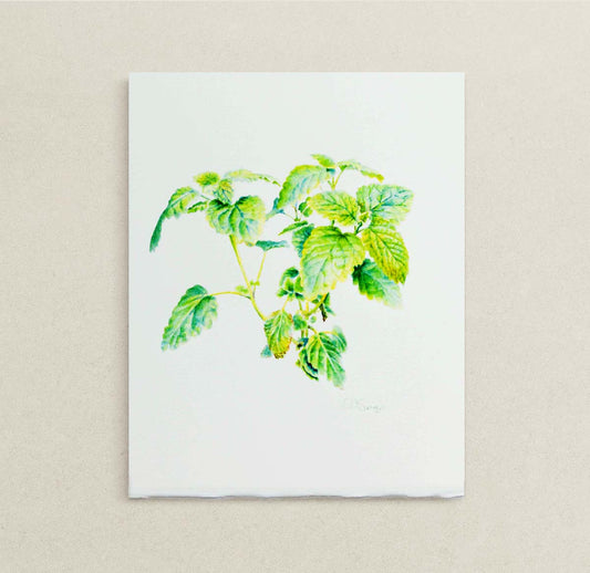 A botanical watercolor painting of green Lemon Balm leaves on a white sheet of paper, displayed against a neutral beige textured background.