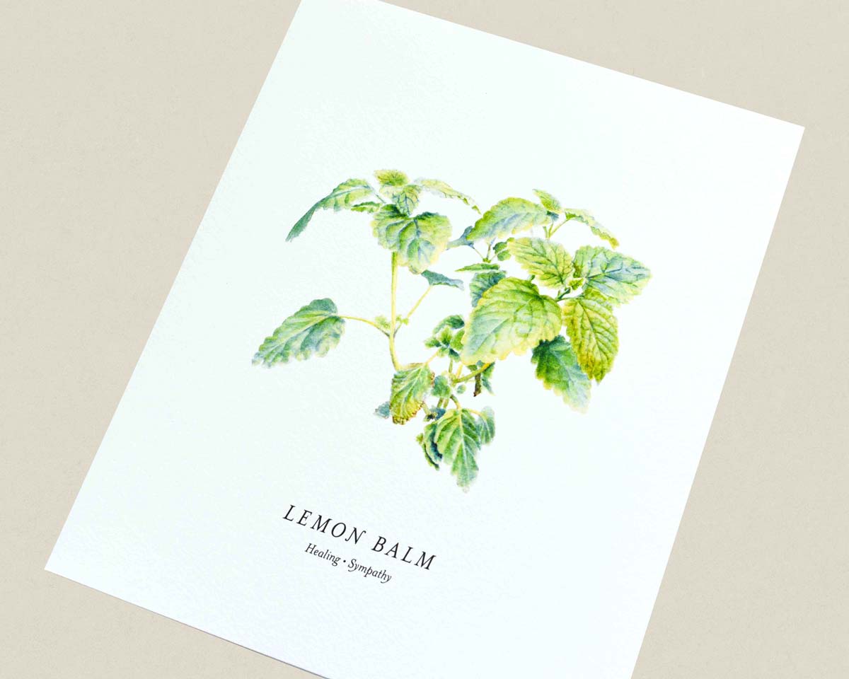 Print of a botanical painting of the Lemon Balm herb on a white background with text below reading "LEMON BALM" and "Healing | Sympathy."