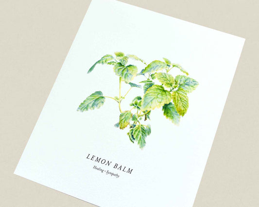 Print of a botanical painting of the Lemon Balm herb on a white background with text below reading "LEMON BALM" and "Healing | Sympathy."