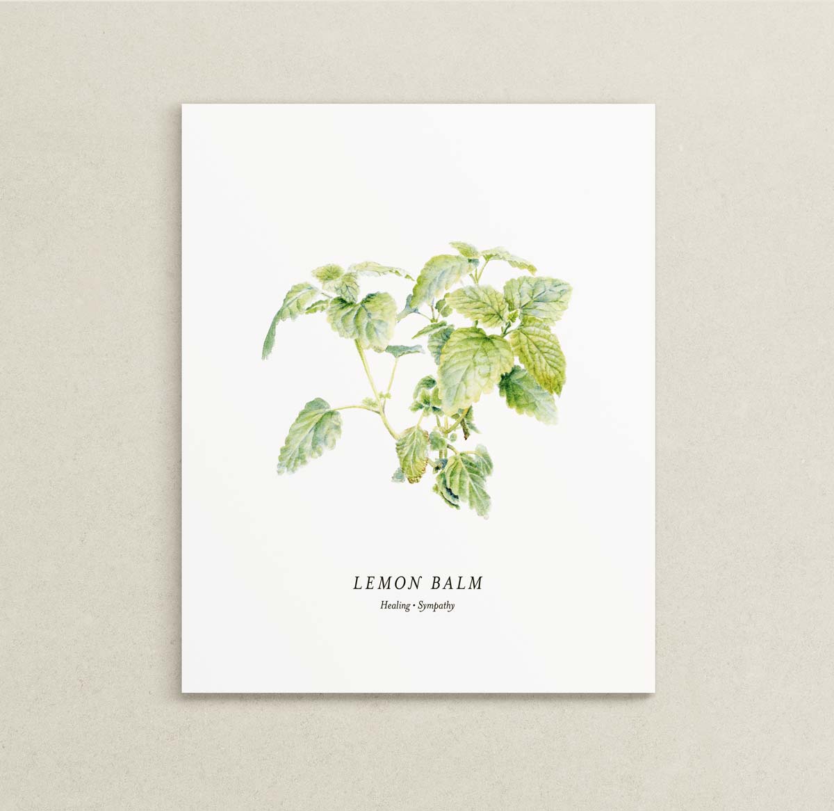 Print of a botanical painting of the Lemon Balm herb on a white background with text below reading "LEMON BALM" and "Healing | Sympathy."