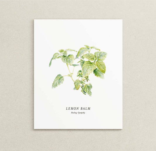 Print of a botanical painting of the Lemon Balm herb on a white background with text below reading "LEMON BALM" and "Healing | Sympathy."