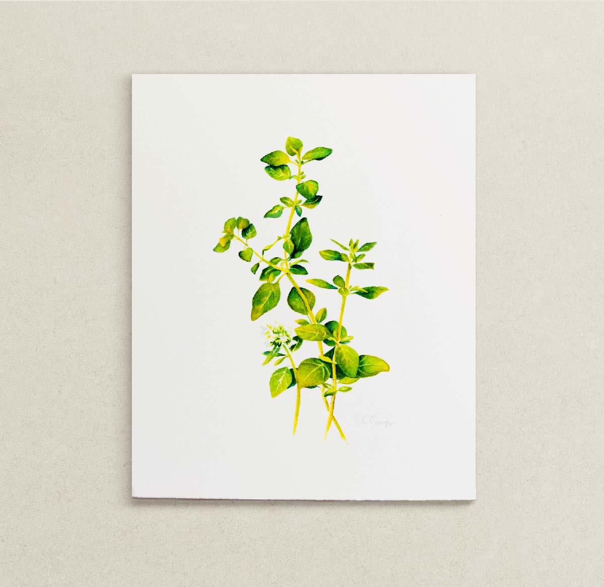 A botanical watercolor of green oregano herb leaves and stems on white paper, displayed against a neutral light beige textured background.