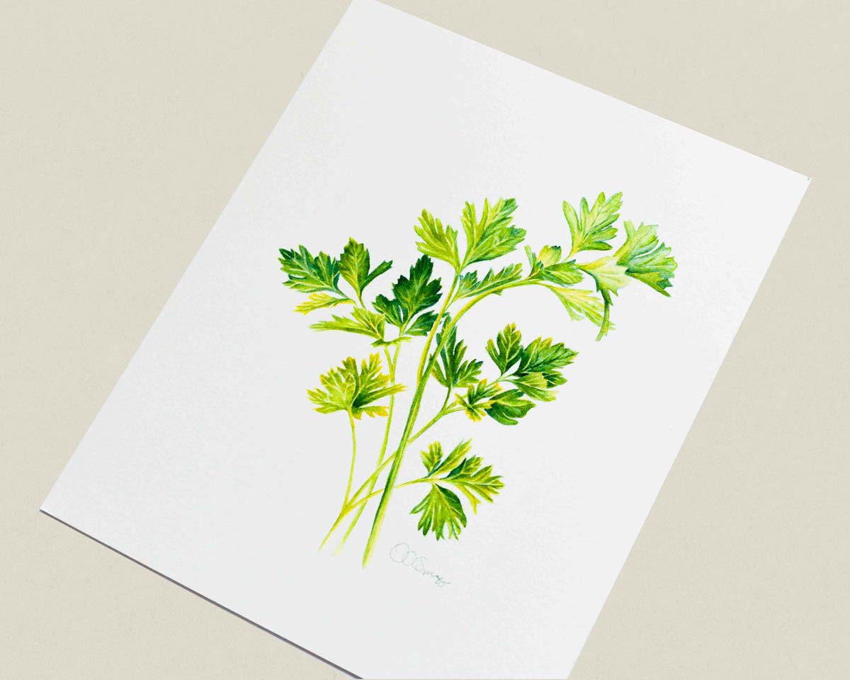 A botanical watercolor painting of fresh green parsley on white paper, photographed at an angle on a neutral beige background.