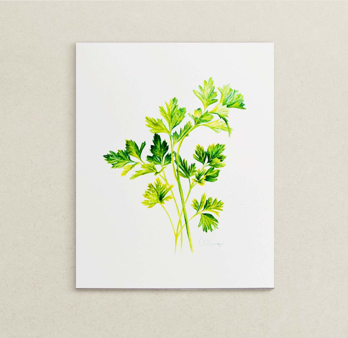 A botanical watercolor painting of green parsley stems and leaves on white paper, displayed against a neutral beige textured wall.