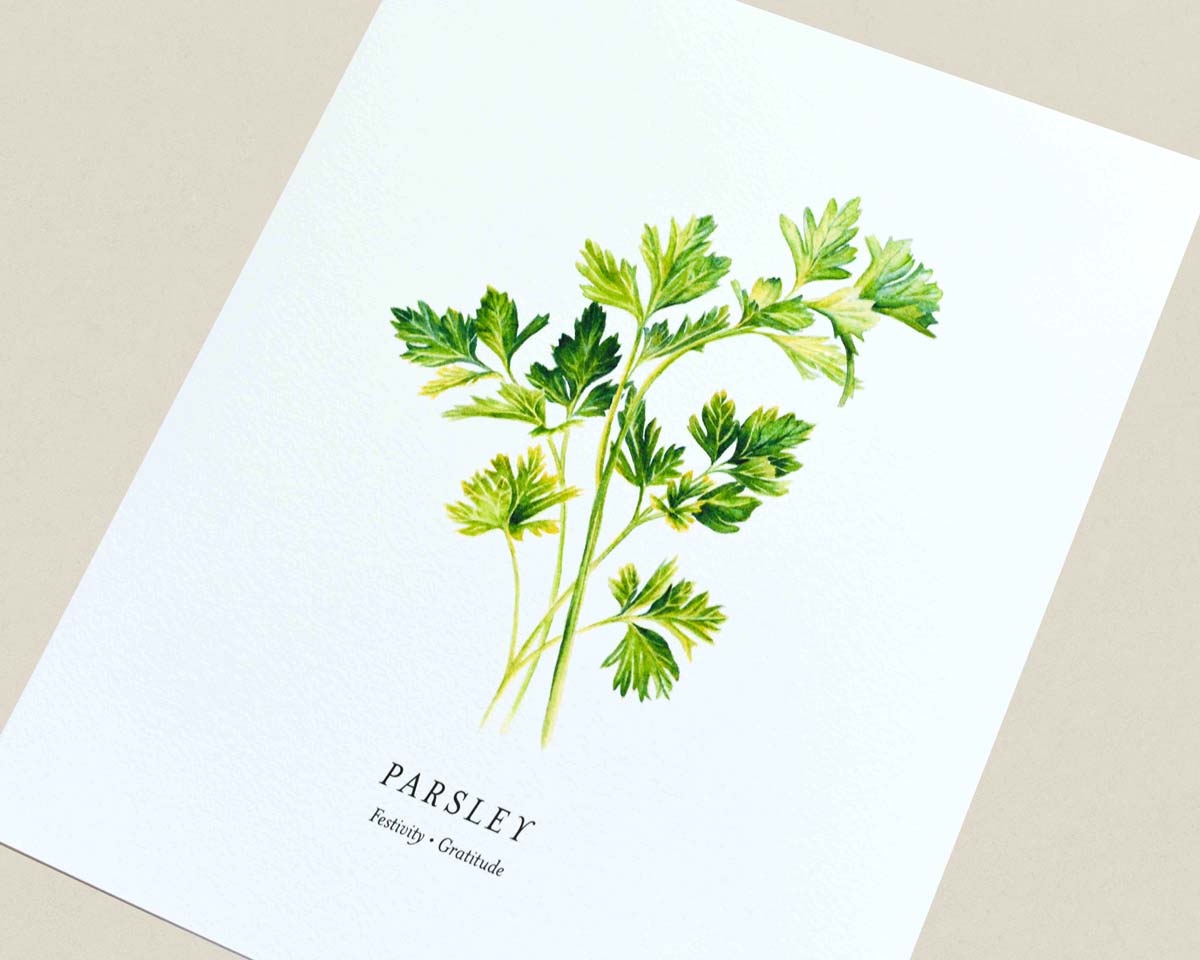 Print of a botanical painting of Parsley herb sprigs on a white background with text below reading "PARSLEY" and "Festivity | Gratitude" photographed at an angle.