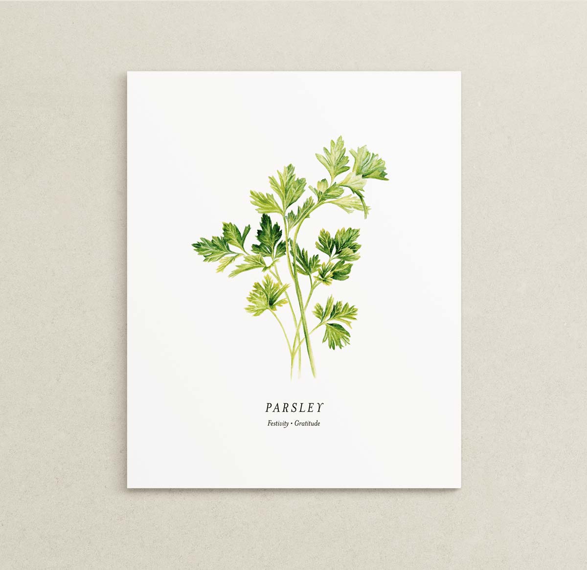 Print of a botanical painting of Parsley herb sprigs on a white background with text below reading "PARSLEY" and "Festivity | Gratitude."