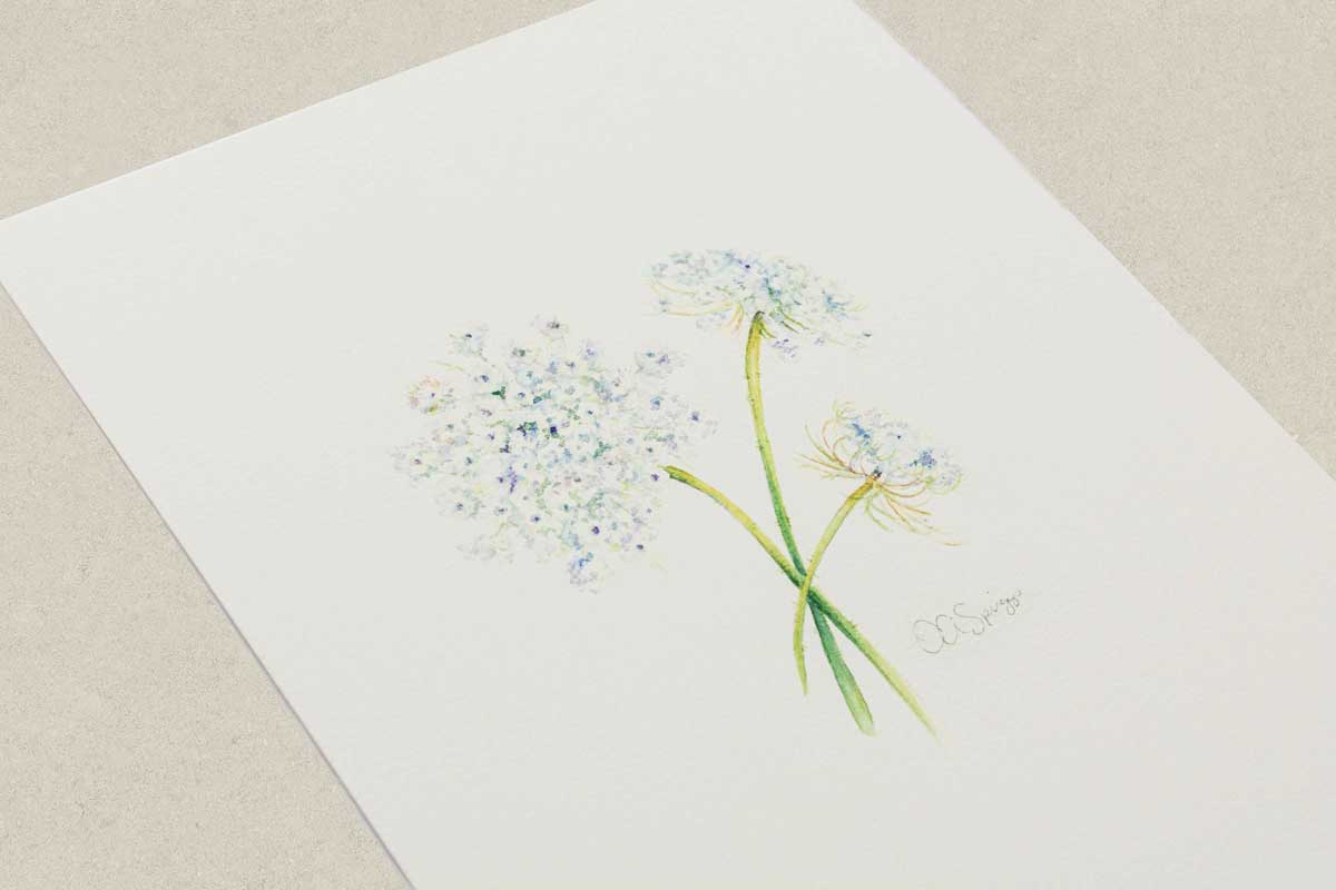 Closer angled view of a painting of three Queen Anne's Lace blossoms on a white background. 