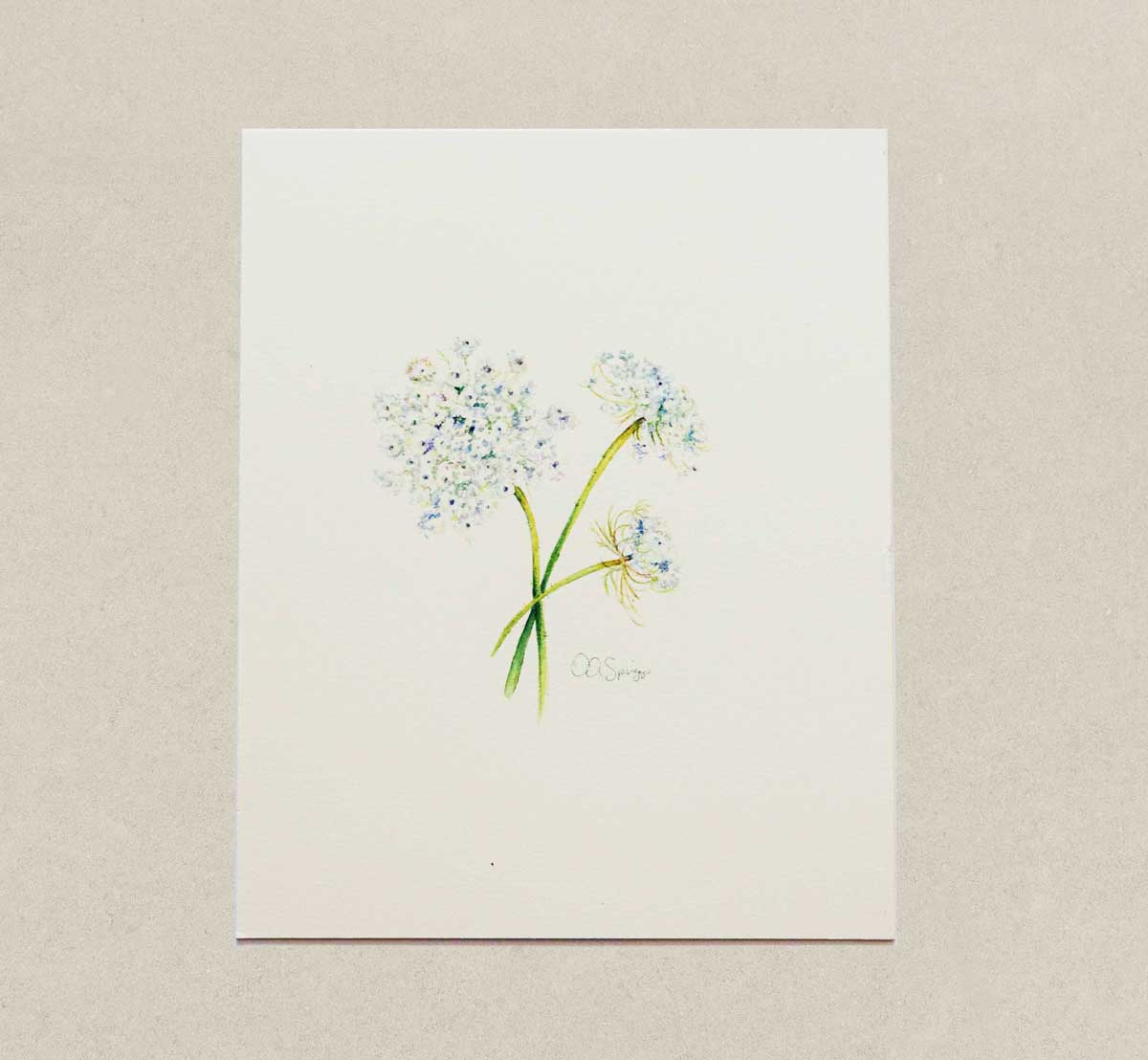 Painting of three Queen Anne's Lace blossoms on a white background. 