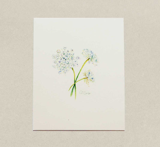 Painting of three Queen Anne's Lace blossoms on a white background. 