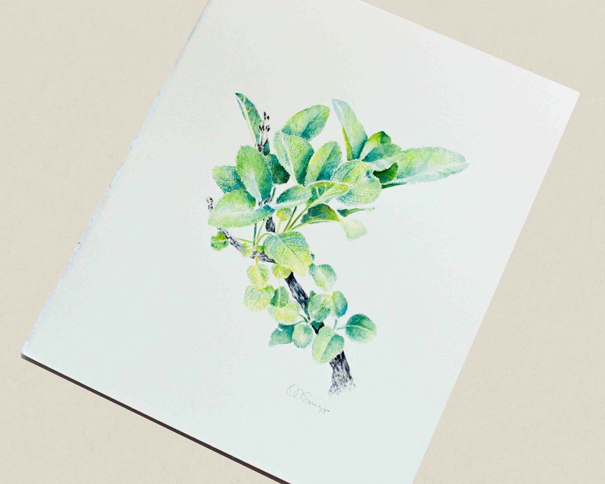 An original watercolor painting of a green sage branch, photographed at an angle on a neutral beige background.