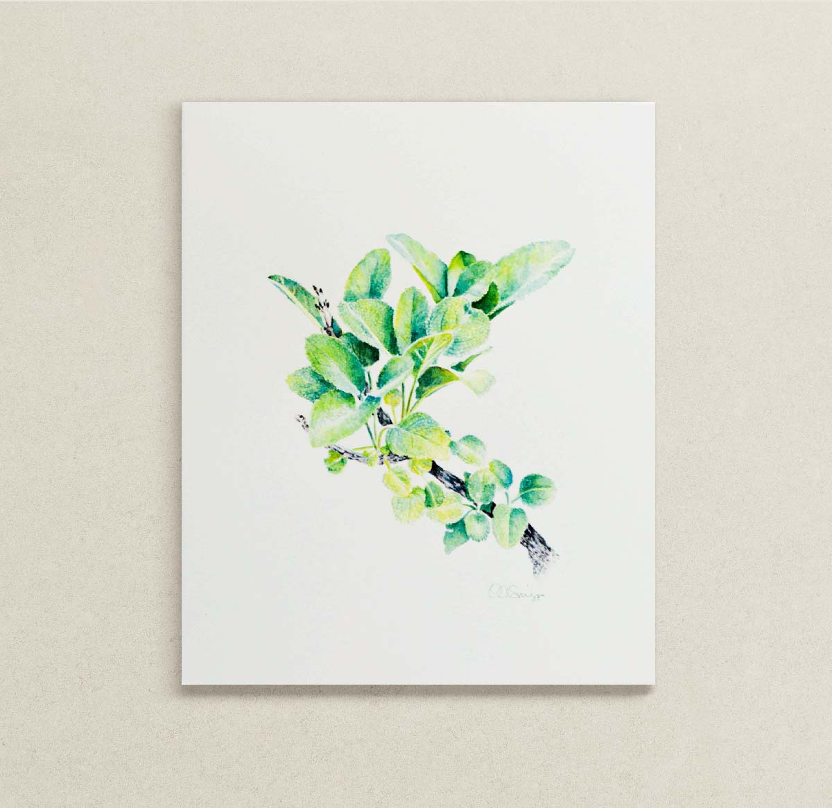 An original watercolor painting of a green Sage branch on a white background, displayed on a textured beige wall.