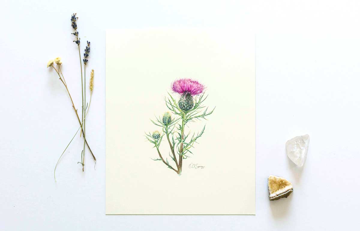 Painting of a thistle blossom on a white background surrounded by dried flowers and gemstones.