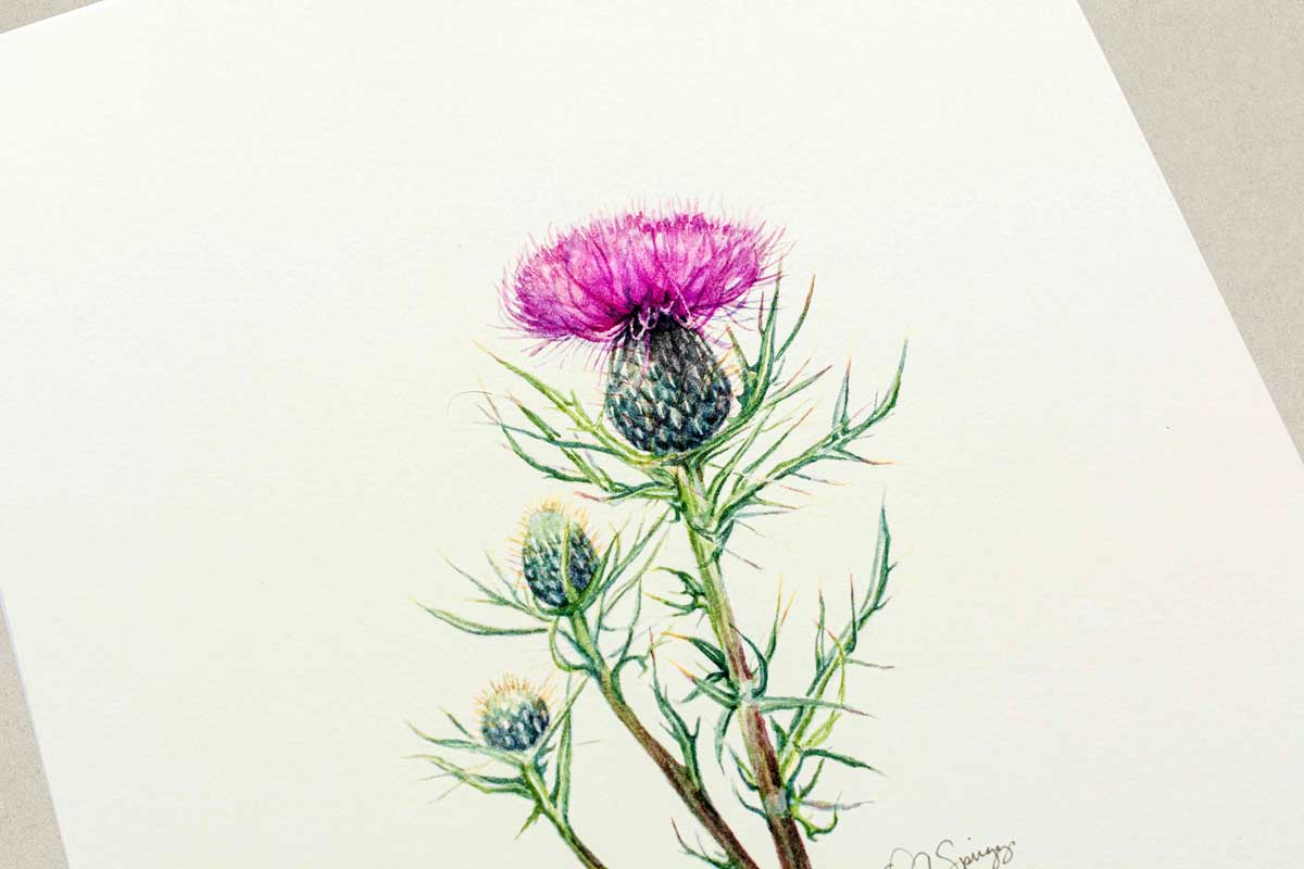 Watercolor painting of a purple thistle flower on a white background.
