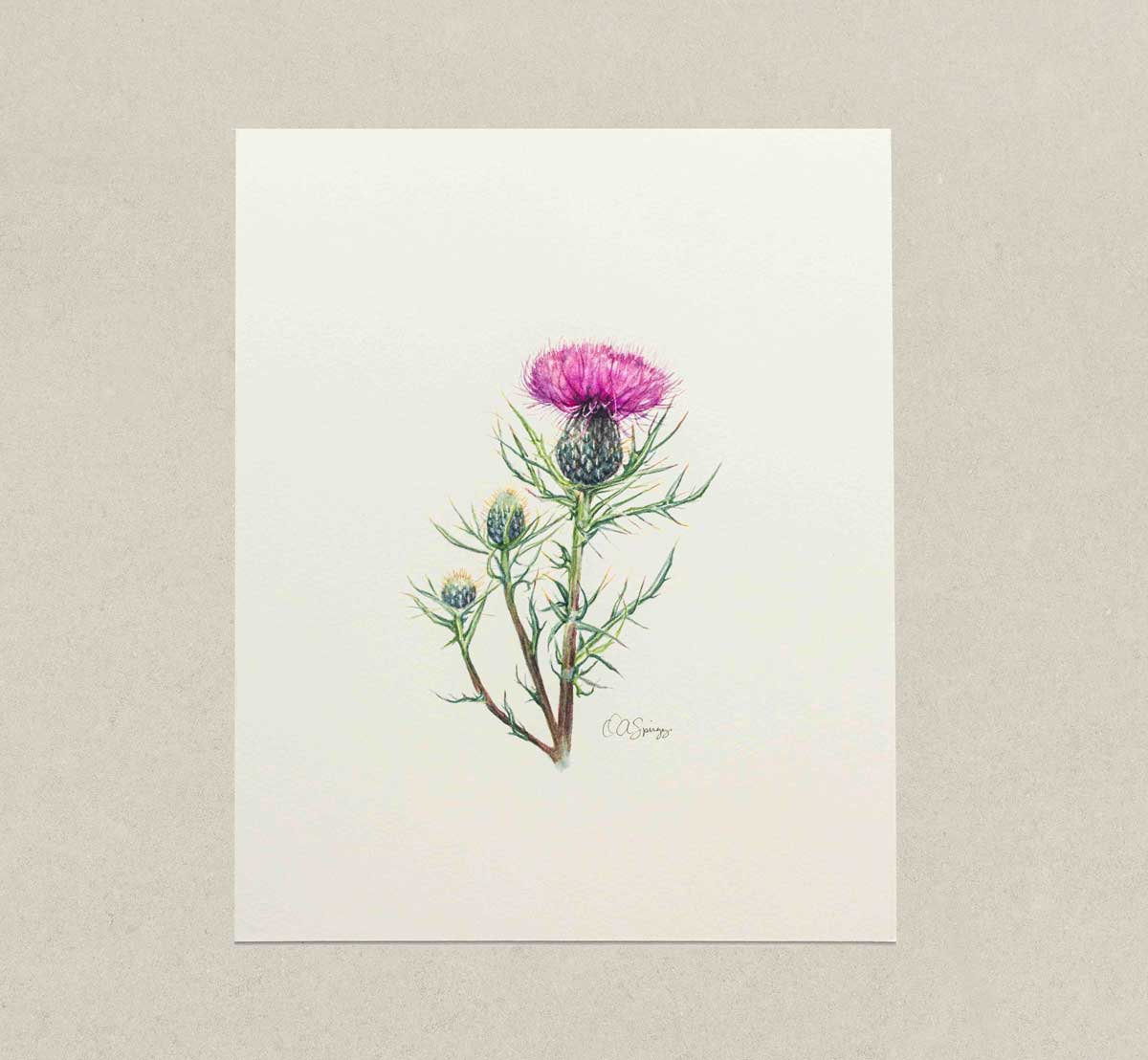 Painting of a thistle blossom on a white background. 