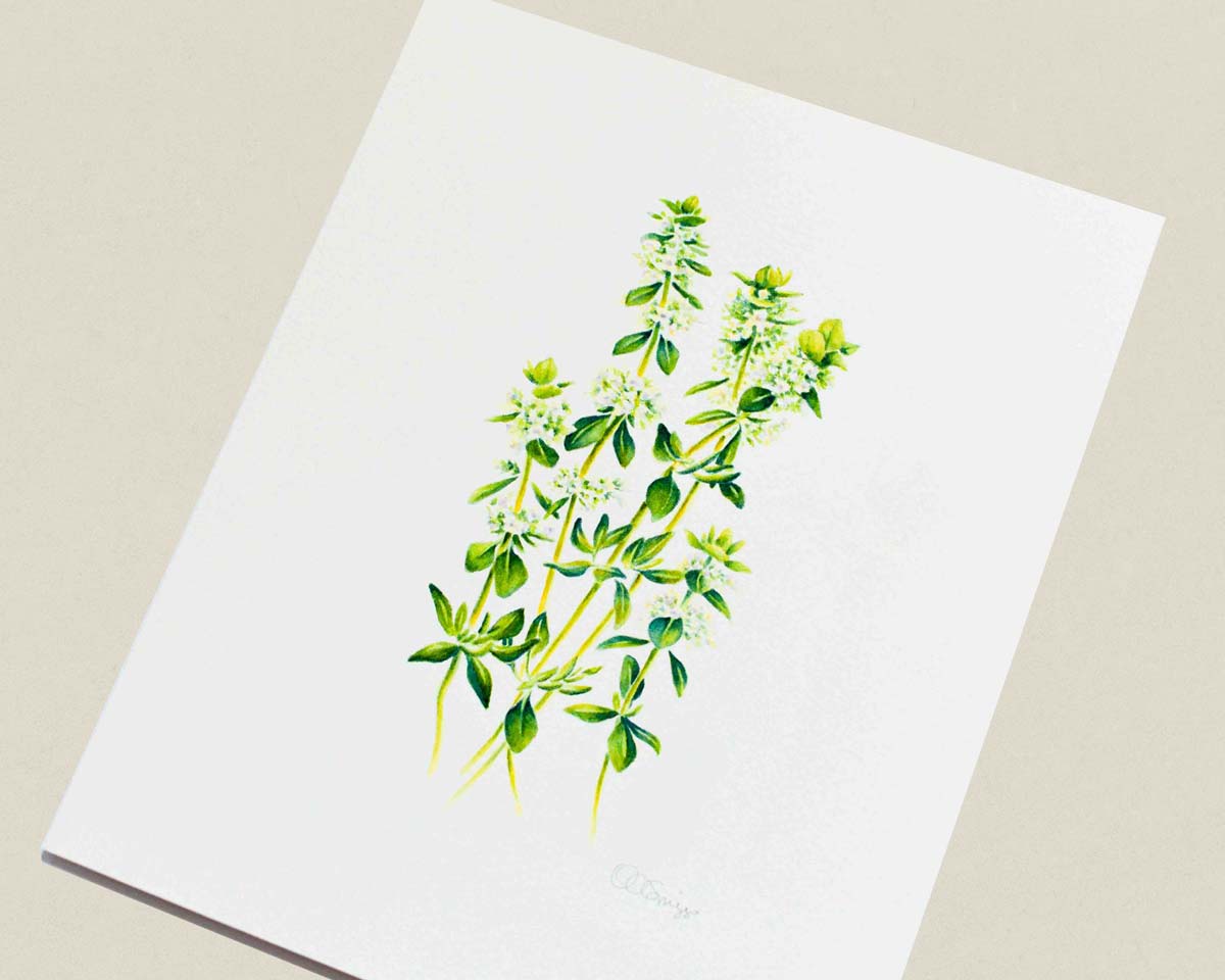A watercolor painting of green thyme leaves and small white flowers on a light beige background.